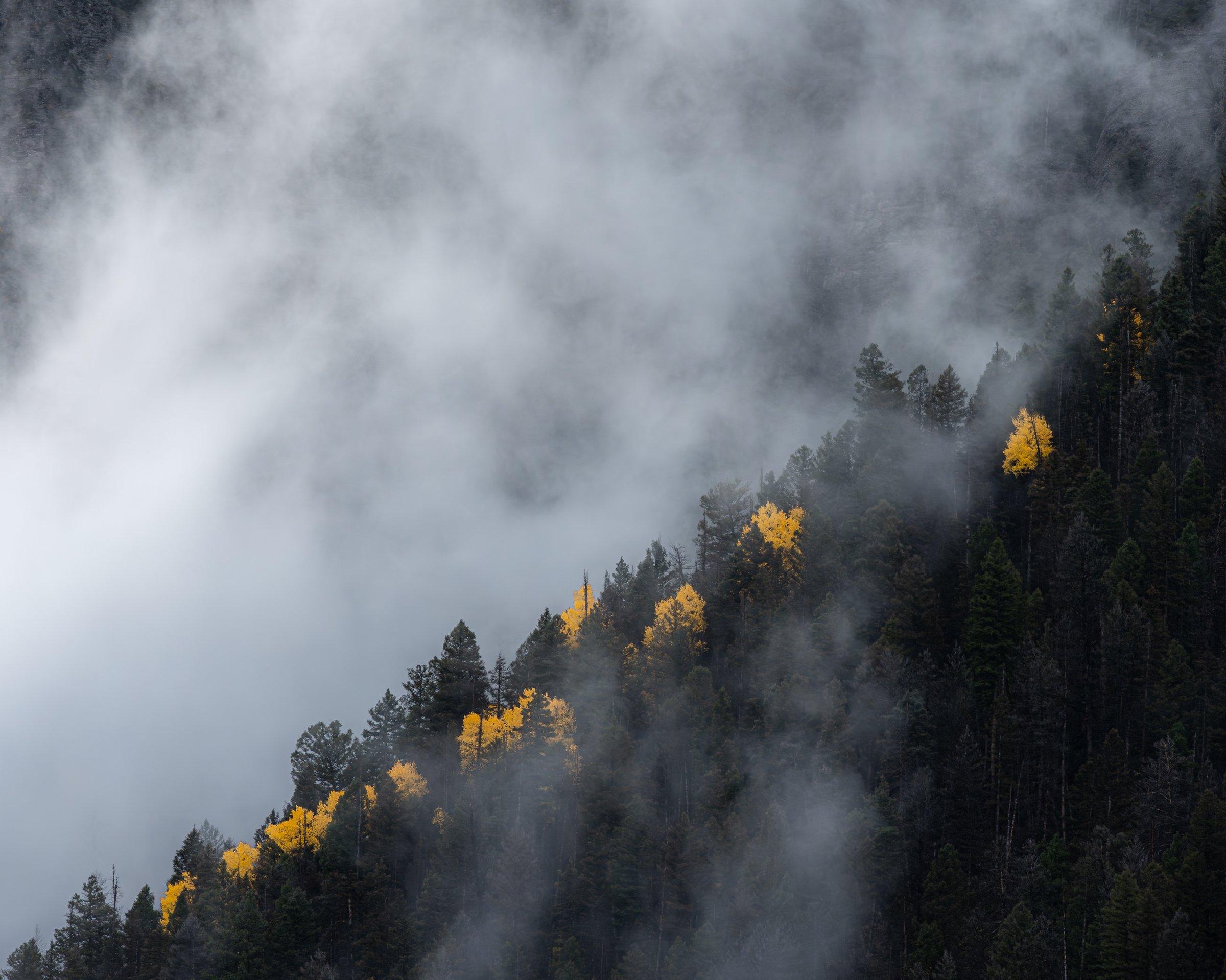 Lone Aspen II